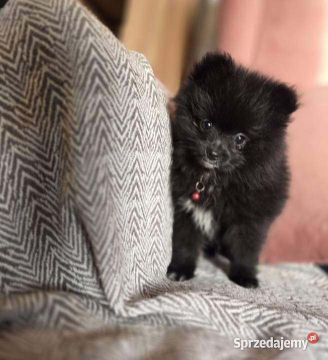 Szpic miniaturowy xxs miniaturowy piesek Kraków