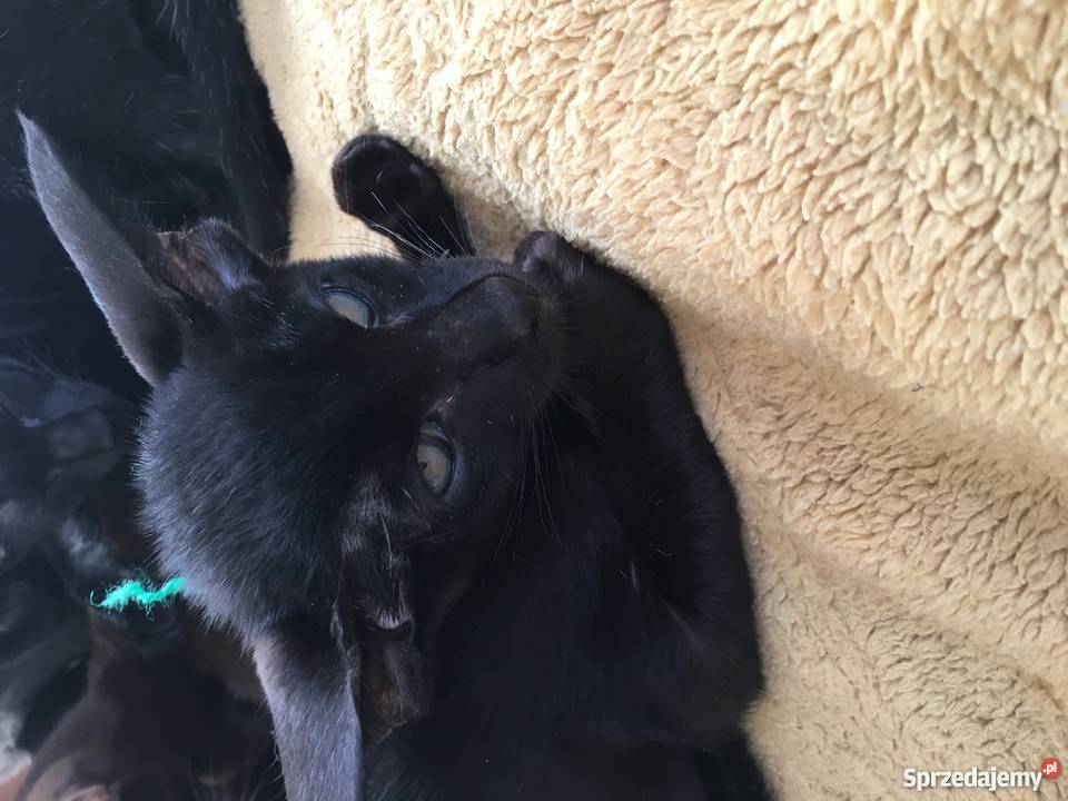 Kocięta orientalne Gdańsk sprzedam