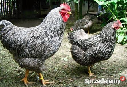 Sprzedam jednodniowe pisklęta zamówienie na wios Kudowa-Zdrój