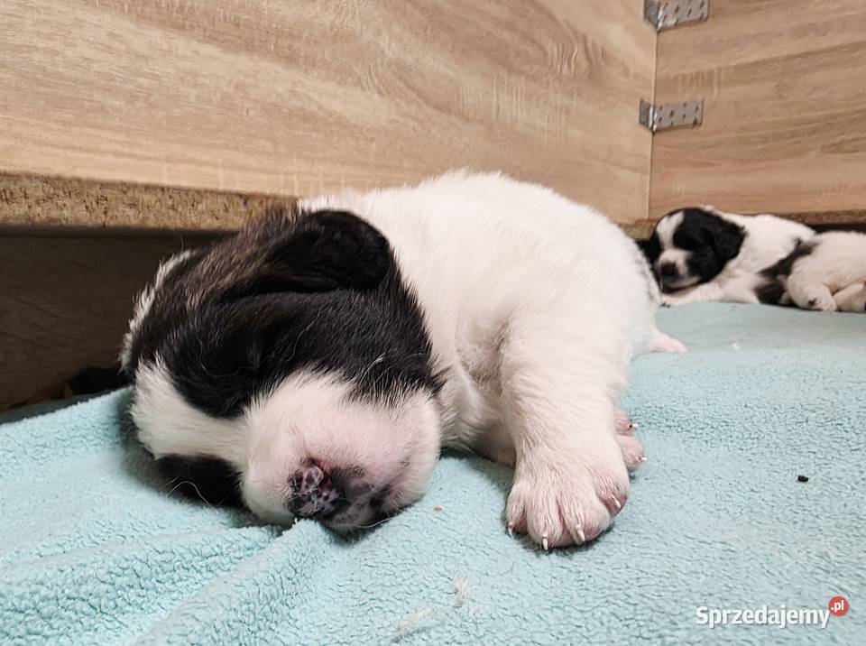 MASTIF PIRENEJSKI ZKWP FCI Pozostałe Arentowo