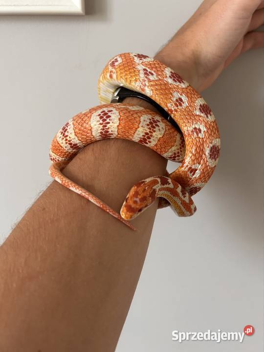 Wąż zbożowy Reverse okeetee Samiec