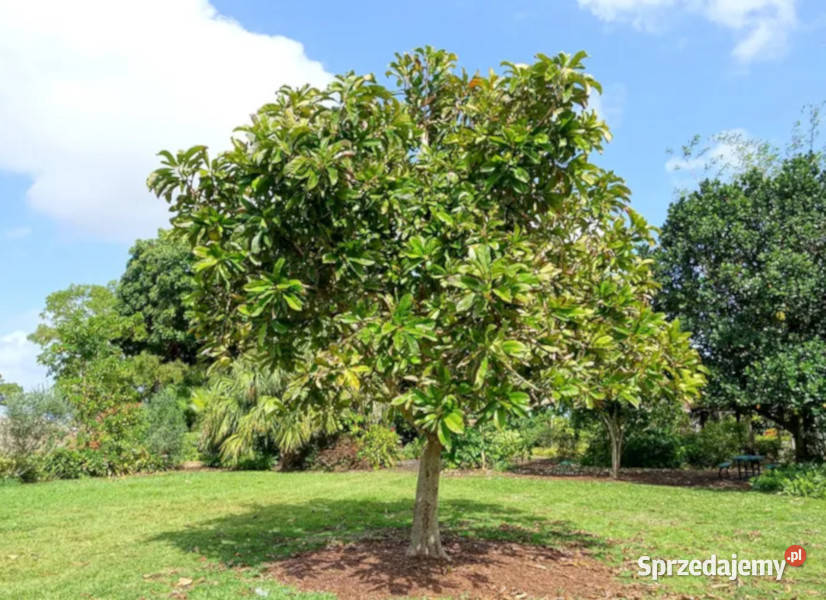 SŁONIOWE JABŁKO Dillenia indica NASIONA 400 Lubanie