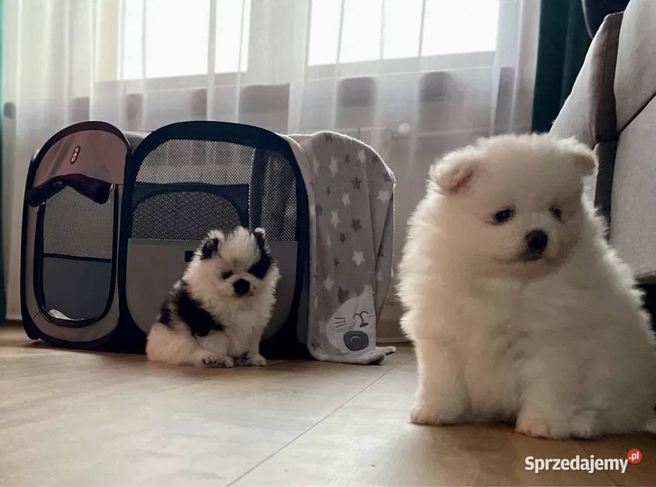 Pomeranian Szpic miniaturowy Miniaturowe Lwy Ostrowiec Świętokrzyski