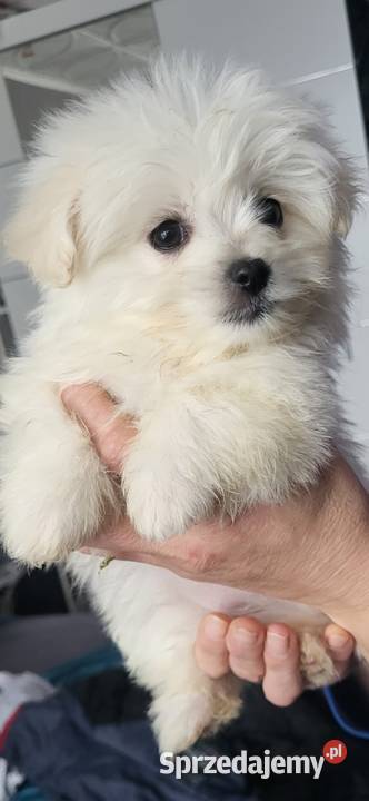 Szczeniaczki Maltipoo