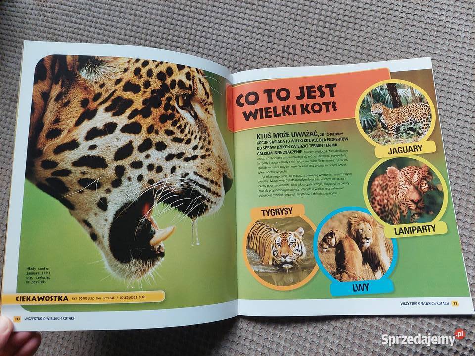 National Geographic Kids Wszystko o wielkich Kraków