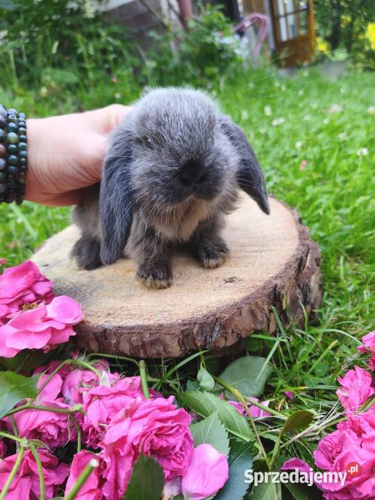 Królik miniaturka mini lop karzełek Kraków