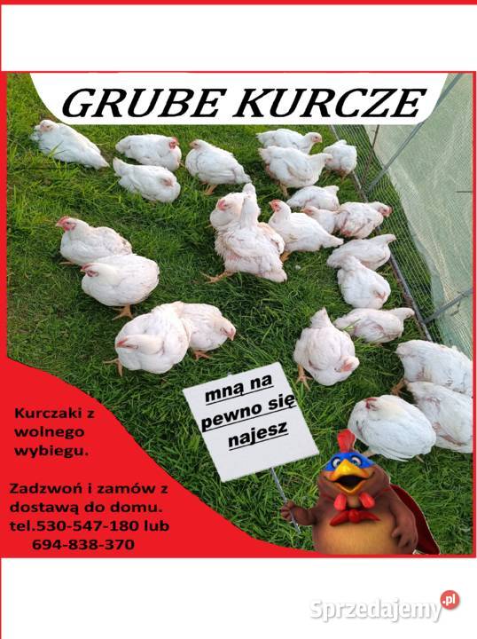 Kurczaki z wolnego wybiegu pomorskie
