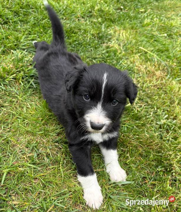 Border Collie piesek BATMAN z hodowli NEGRESSE Pozostałe Porąbka Uszewska