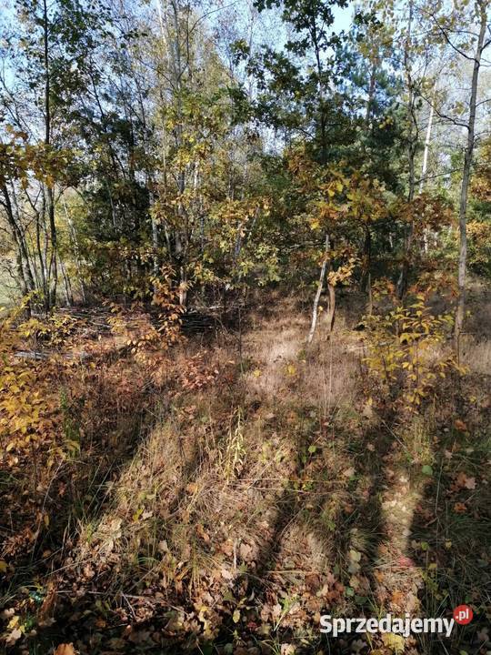 Syndyk sprzeda nieruchomość gruntową w Kukawkach Kukawki