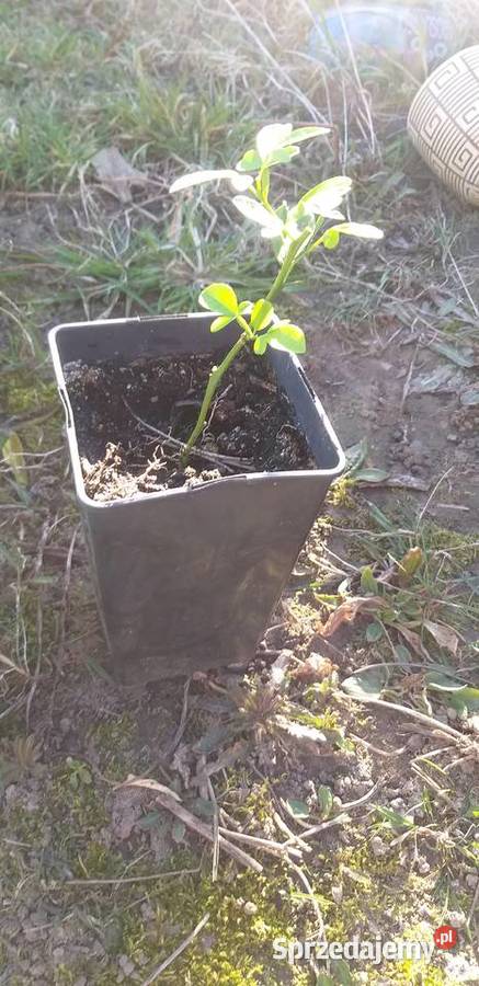 Citrus cytrus mrozoodporny citrange C35 Owocowe Gardno
