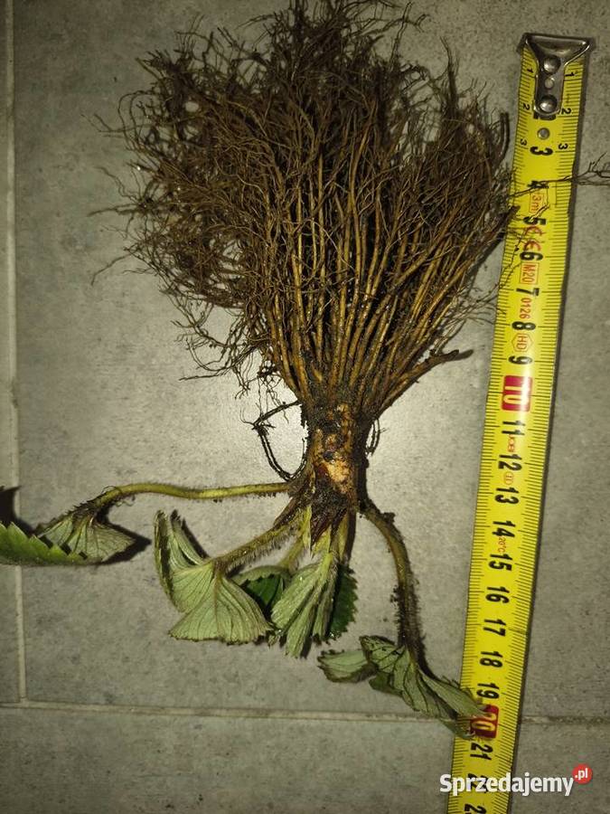 Sadzonki Truskawek 100 Ekologiczna uprawa w Pozostałe śląskie