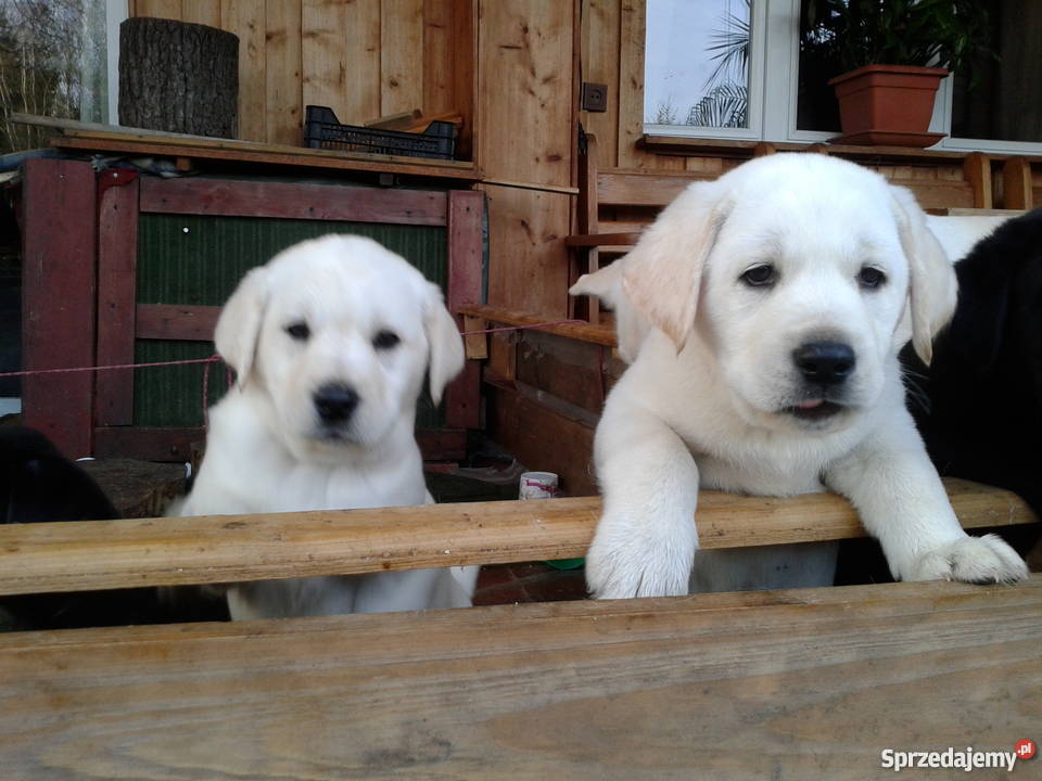 Labradory szczeniaki dwumiesięczne szukają domu Giżycko