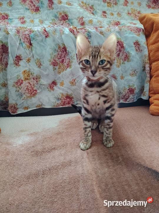 sprzedam koty Bengalskie Bengalski