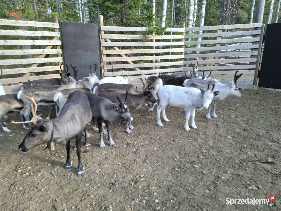 Sprzedam renifera Skandynawia Reindeer Łomża