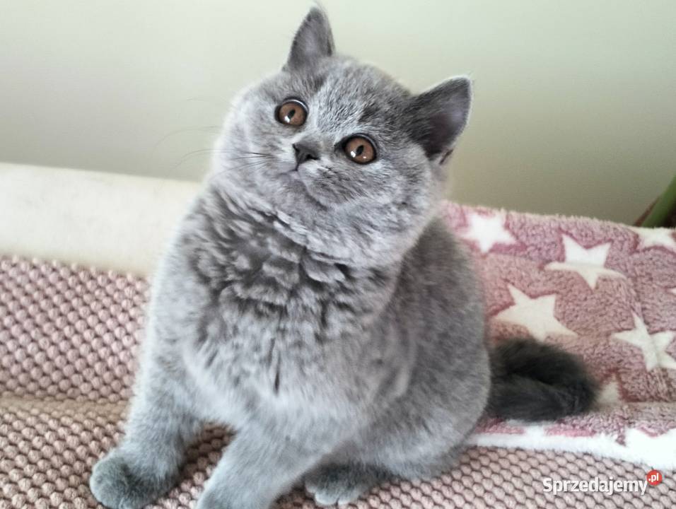 Piękna koteczka Rodowód Międzynarodowy FPL