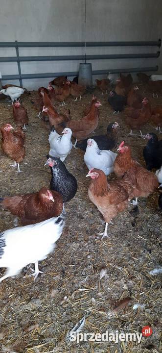 Młode kury nioski wielkopolskie Kępno