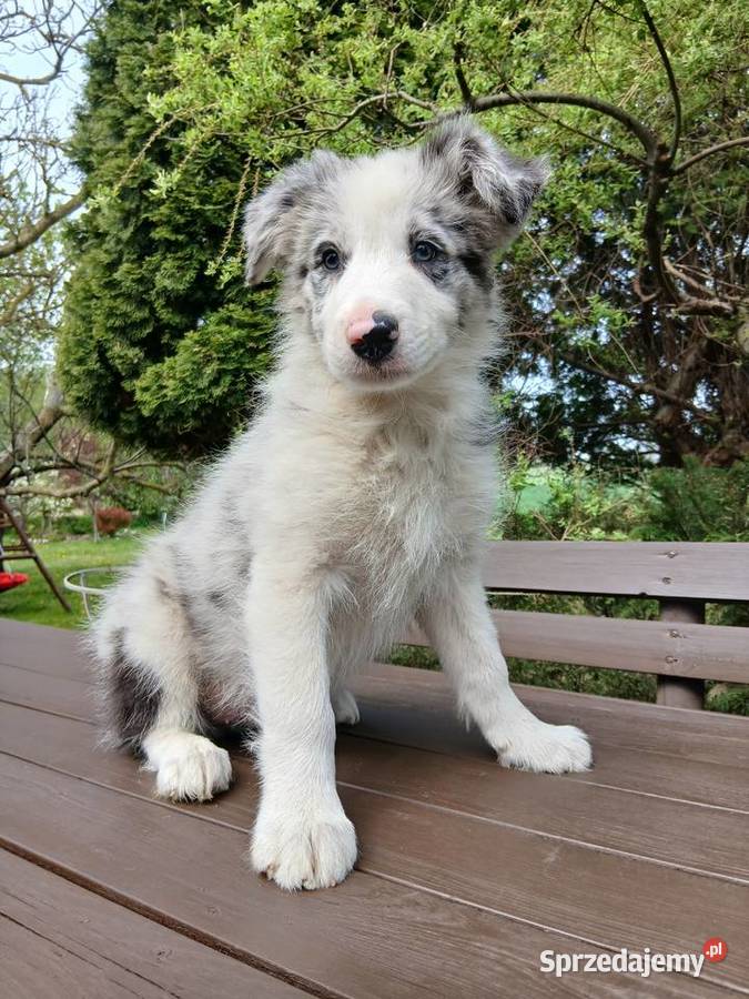 Border collie blue merle Toruń