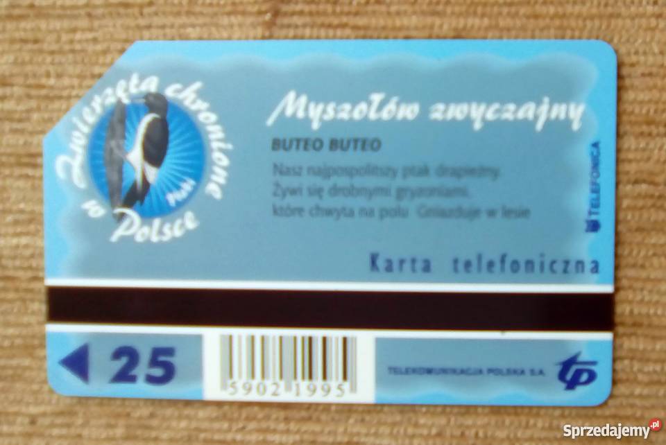 MYSZOŁÓW ZWYCZAJNY PTAK DRAPIEŻNY Piszczac sprzedam