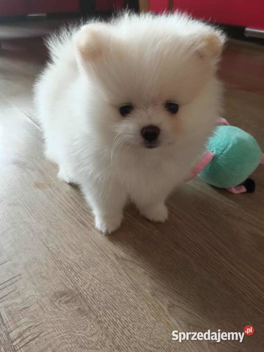 Szpic miniaturowy pomeranian Bydgoszcz