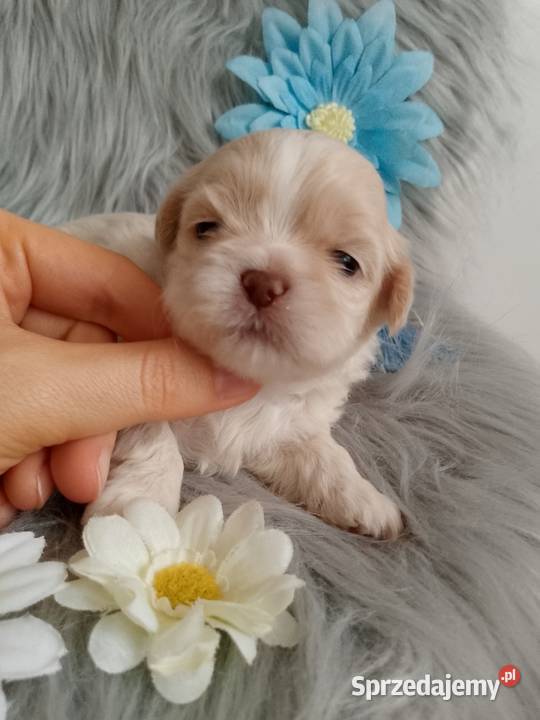 Unikatowy piesek rasy ShihTzu Namysłów