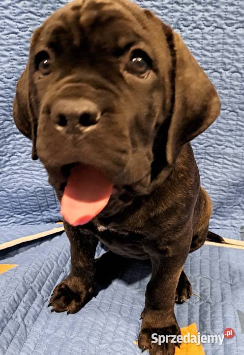 Cane coso szczenie
