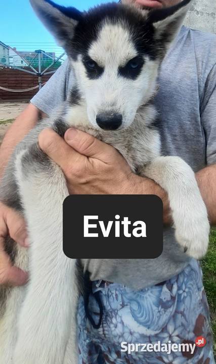 Dostępne szczeniaki rasy Syberian husky pomorskie Reda
