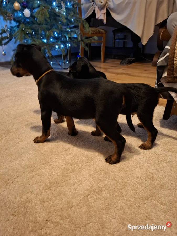 Terier Niemiecki Suczka Zwierzęta