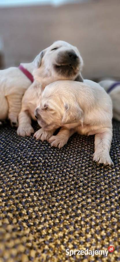 Golden Retriever FCI Zkwp szczenieta Zwierzęta Wieliczka sprzedam