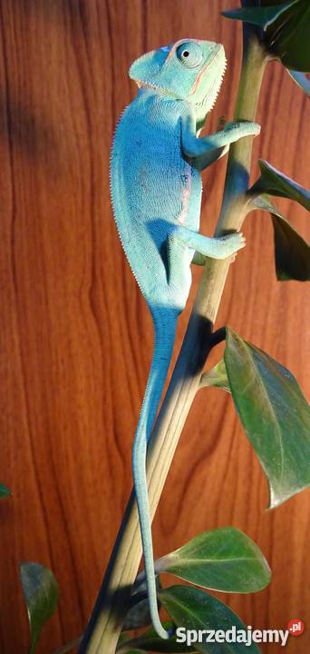 Młode Kameleony jemeńskie Gady i płazy Łódź