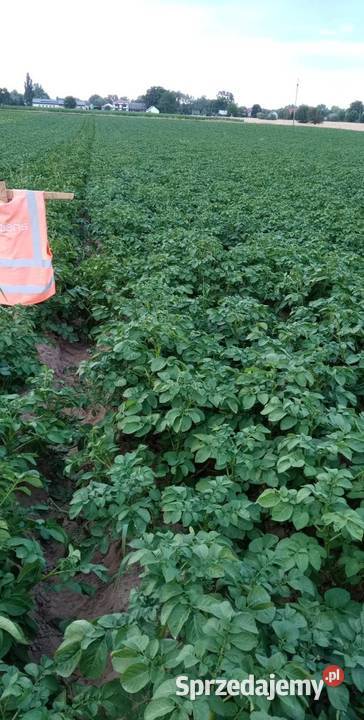 Ziemniaki 15 Irga białe ładne bez robaka i rdzy