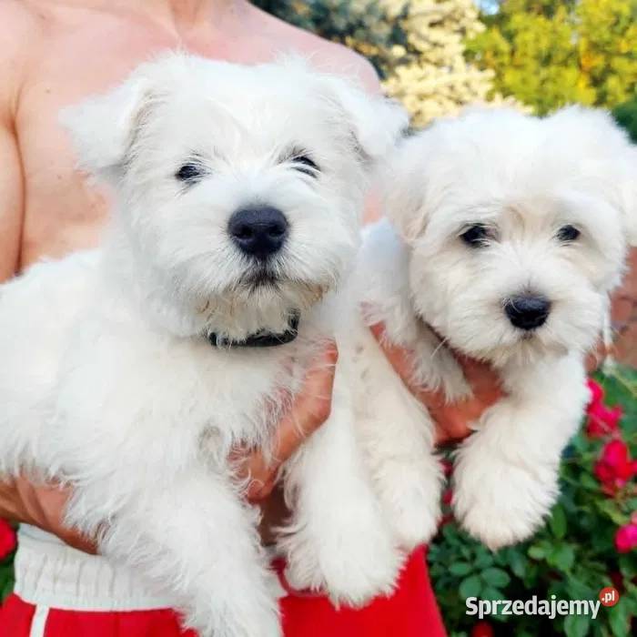West highland white terrier szczeniak Brudzów