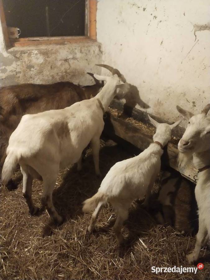 Kozy sanenskie mleczne zakocone Dębica