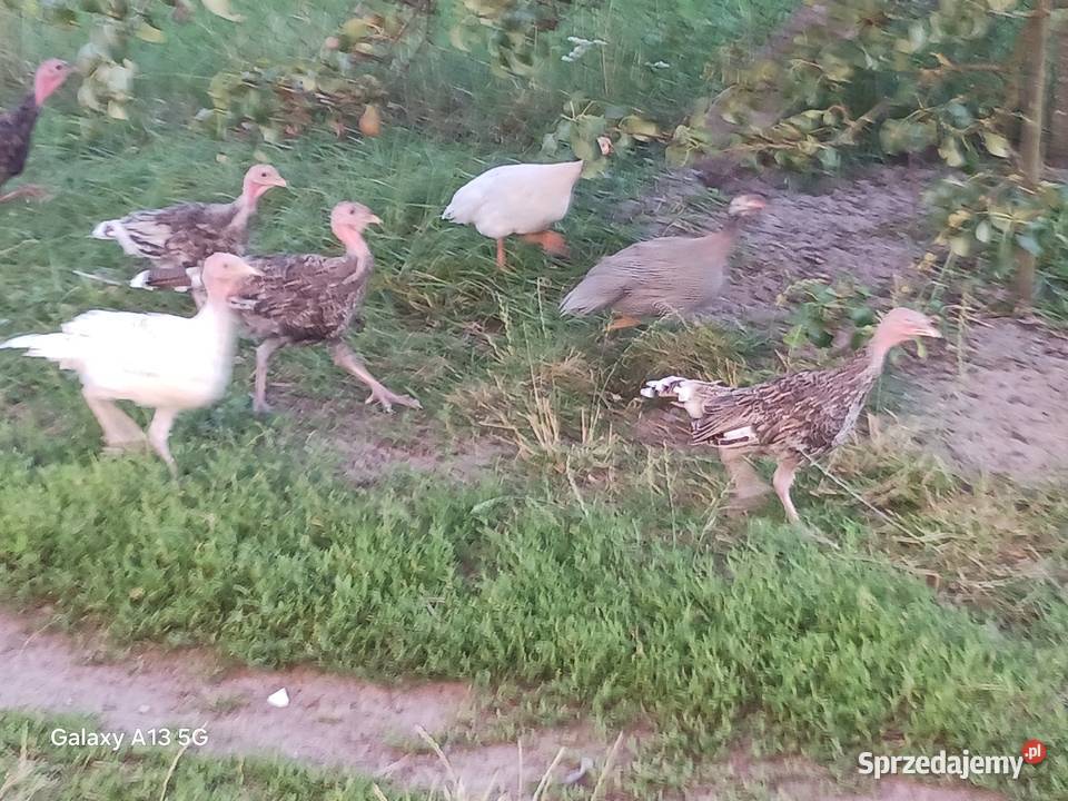 Sprzedam młode indyki mazowieckie Tończa