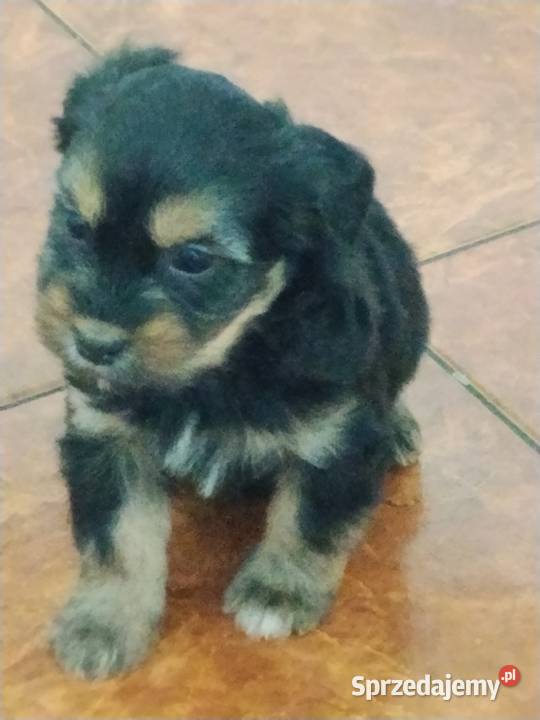 Suczka matki shih tzu Ciężkowice