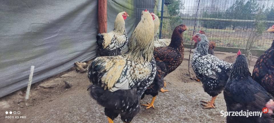 Koguty Wyandotte Ptaki mazowieckie