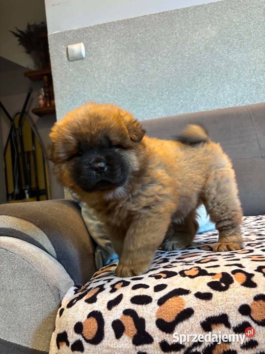 Chow Chow warmińsko-mazurskie Mrągowo