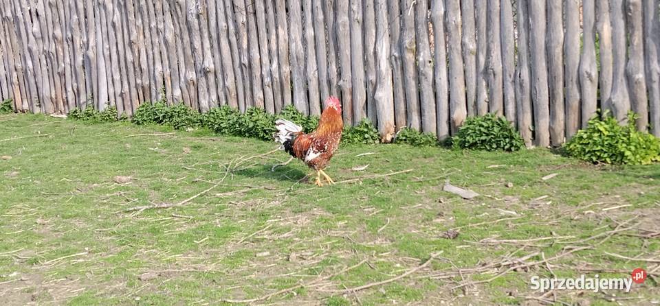 Koguty włoszki legbar 25r Pruchna sprzedam