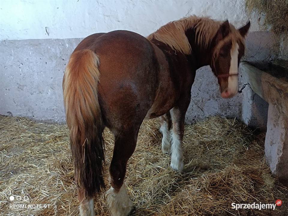 Konie zimnokrwiste mazowieckie Kuczbork-Wieś