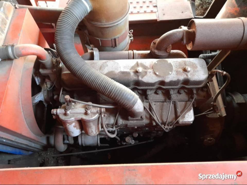 Bizon z056 nierekordgigantbs Jelenie