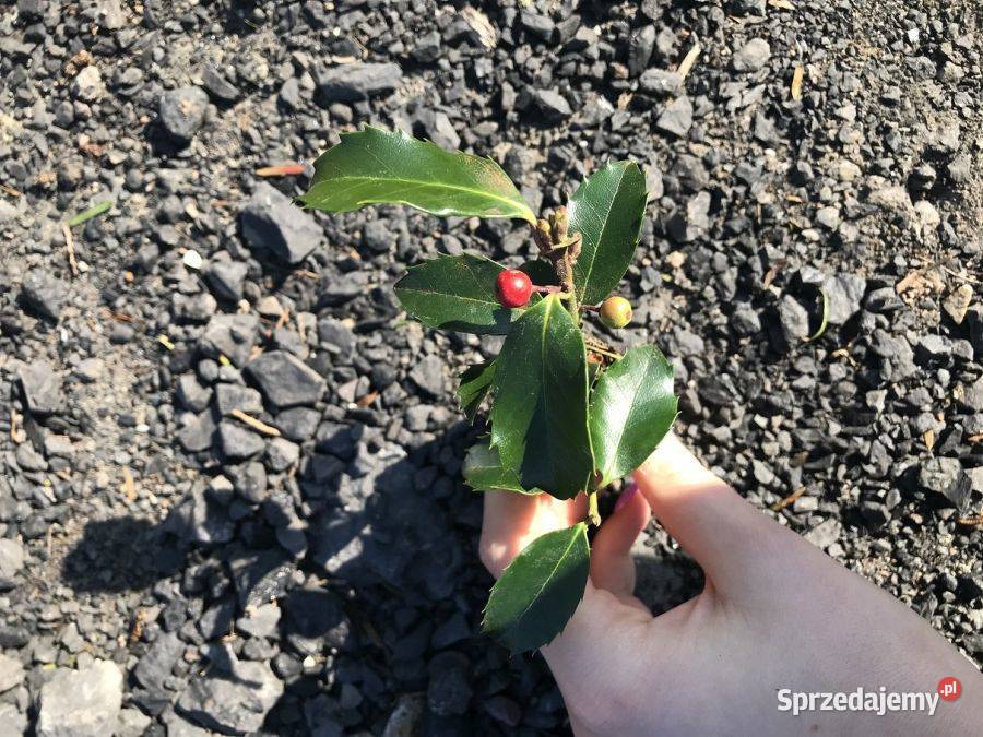 OSTROKRZEW MESERVY BLUE MAID MESID 15 PALETA