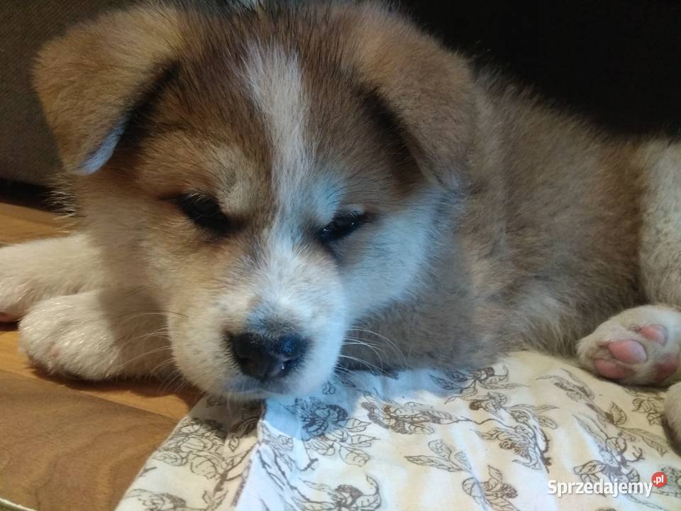 AKITA INU Rzeszów