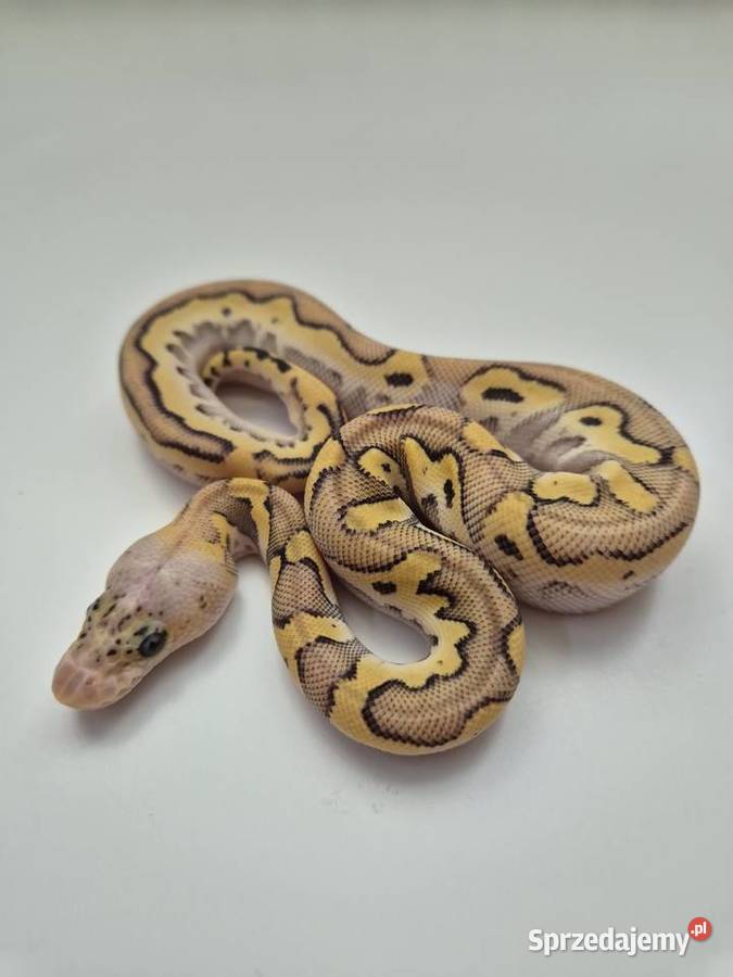 Pyton królewski Super Pastel Spotnose Mojave Golub-Dobrzyń sprzedam