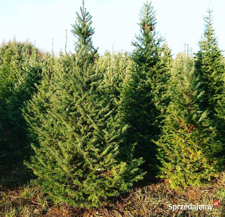 Choinki świeże z własnej plantacji mazowieckie Pułtusk