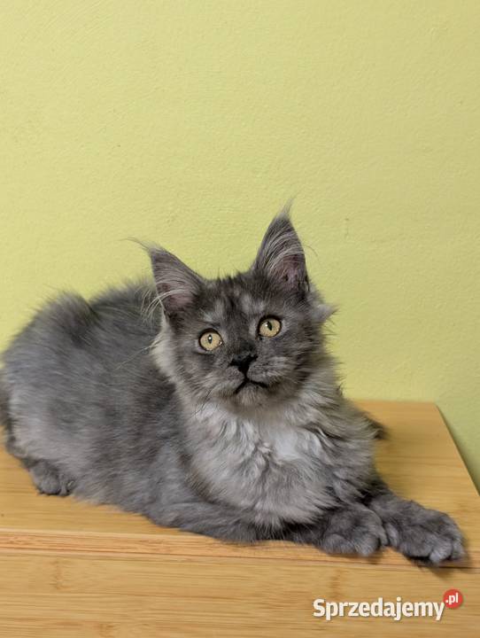 Euforia czarna dymna kotka Maine Coon Tica śląskie sprzedam