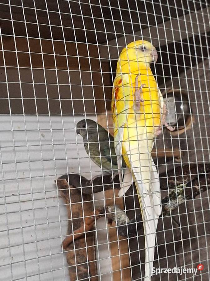 Papugi świergotki para legowa Żory