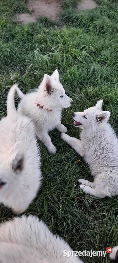 Bialy owczarek szwajcarski gotowe do odbioru lubuskie Wschowa