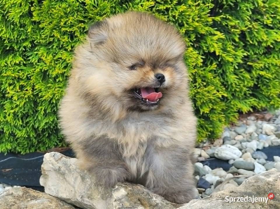 Szpic miniaturowy pomeraniansuczka ZKwP FCI Toszek