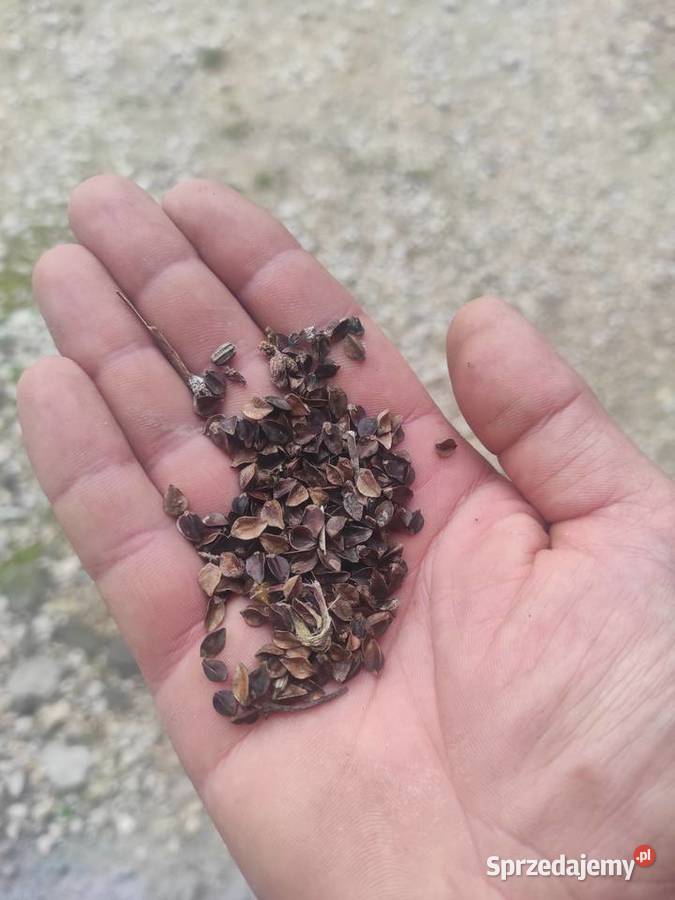 Gryka na ziarno poplony na pasze łuska świętokrzyskie