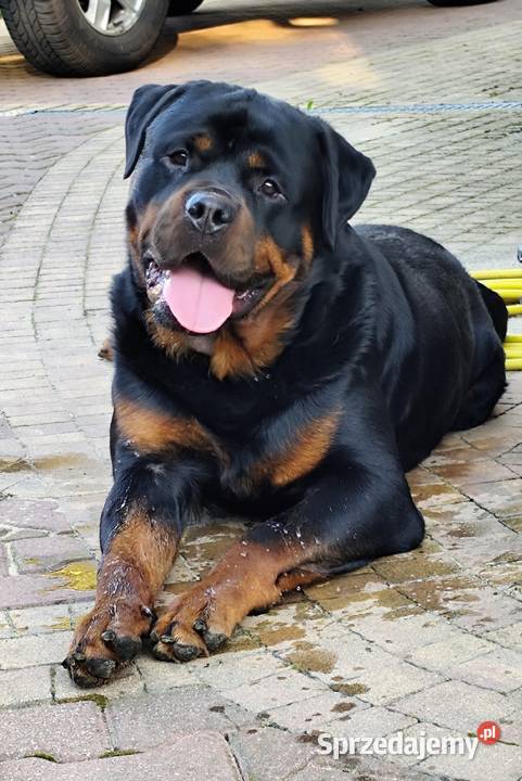 Rottweiler szczeniak Terespol