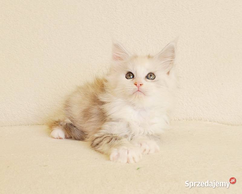 Przepiękne kocięta Black Aster legalna hodowla Białystok